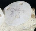 Beautiful Fossil Sand Dollars - France #8819-2